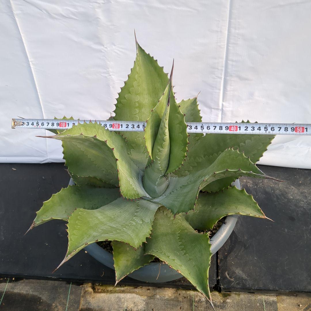 アガベ　ミスターリップル　50cm