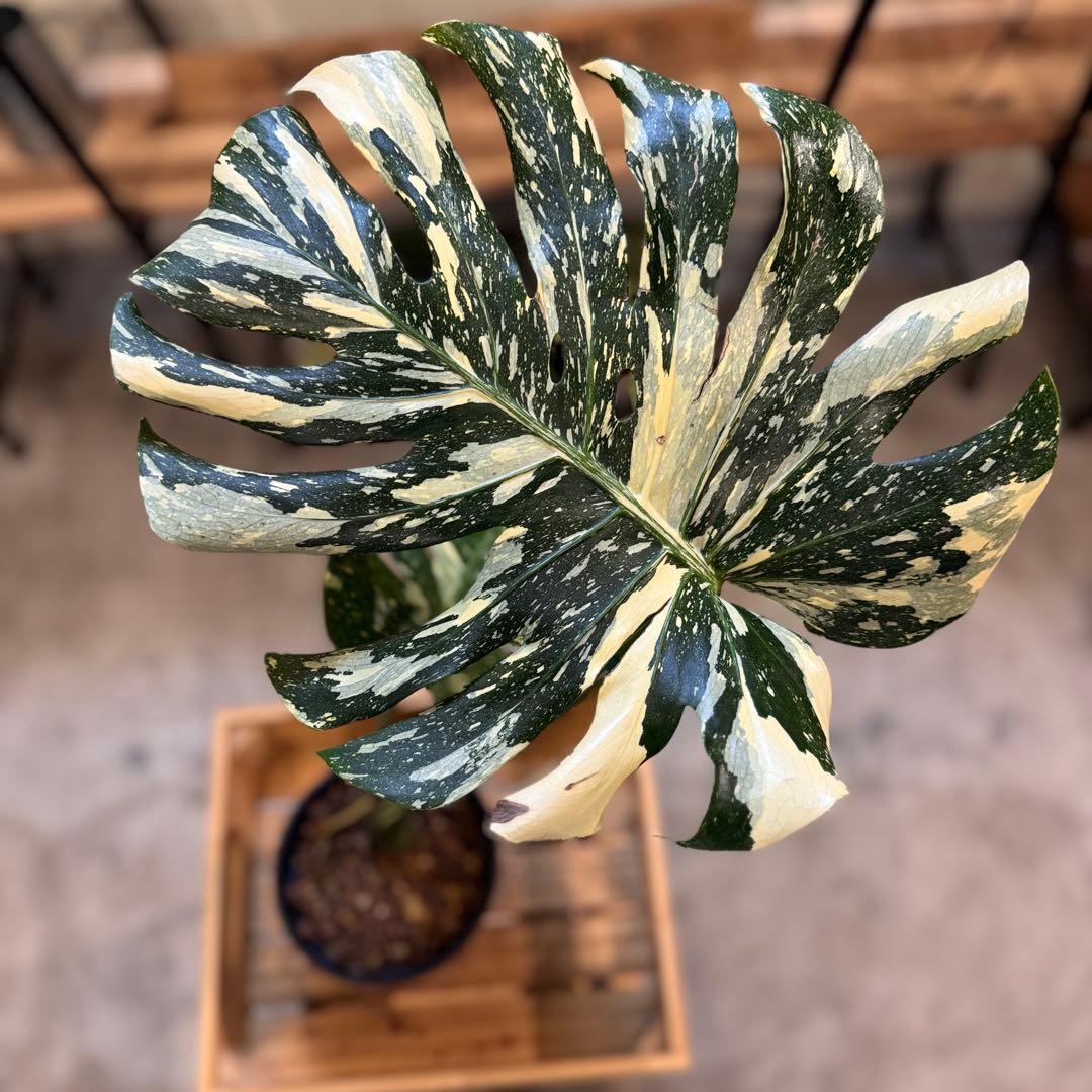 13 モンステラ　タイコン　クリームブリュレ　オリジナル株カット増殖