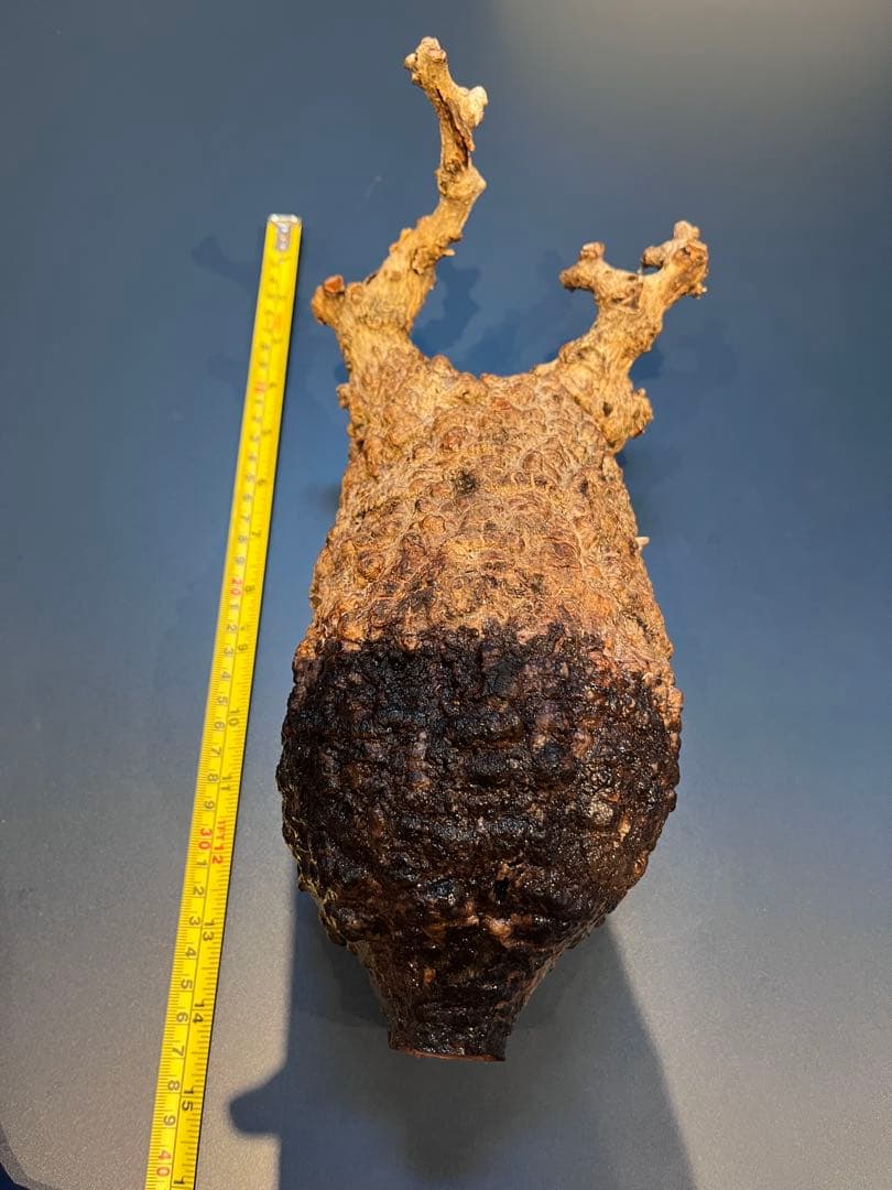 オペルクリカリア　パキプス　発根管理中株