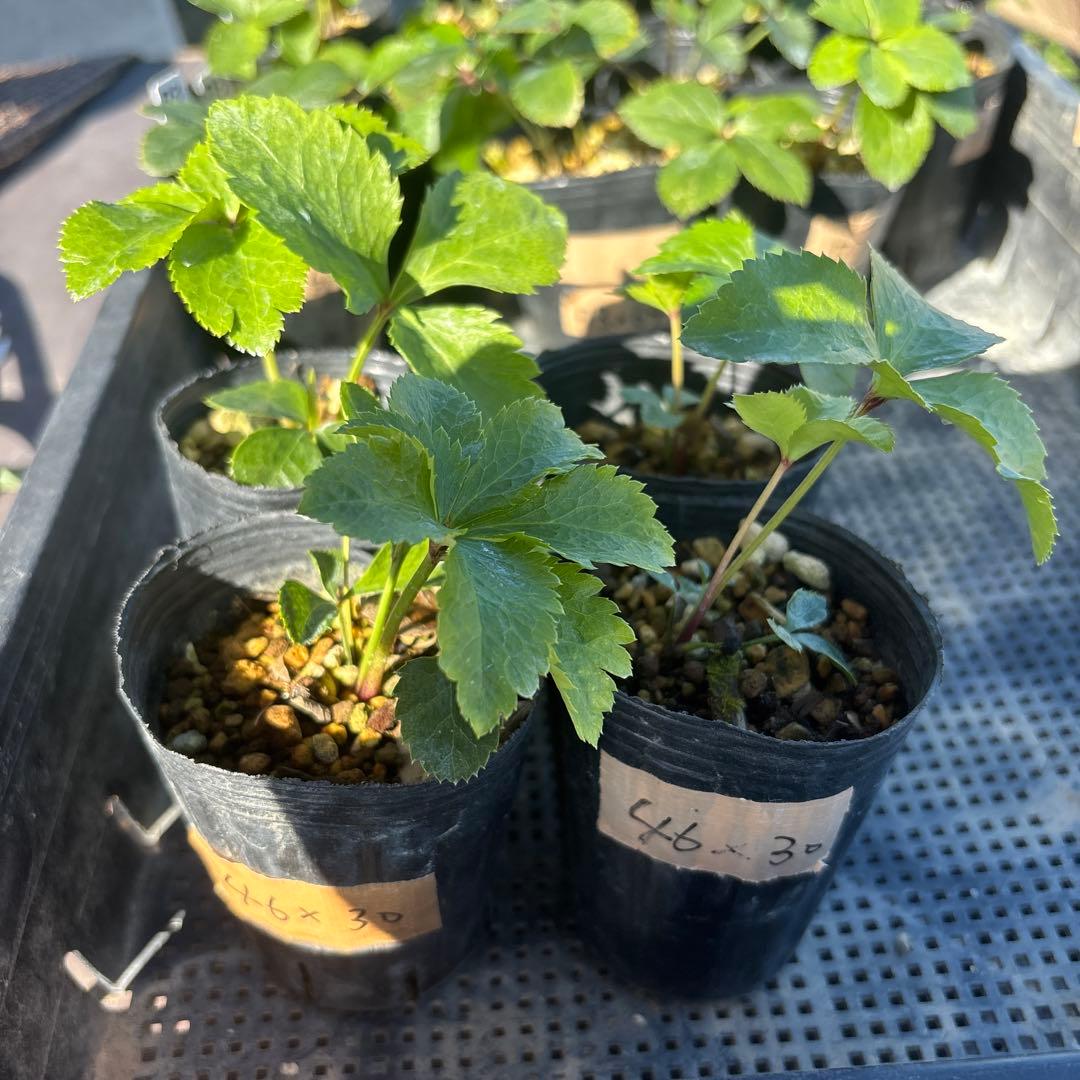 千重咲レッドグラデーション×3Dメビウス★クリスマスローズ苗★超多弁、フル多弁