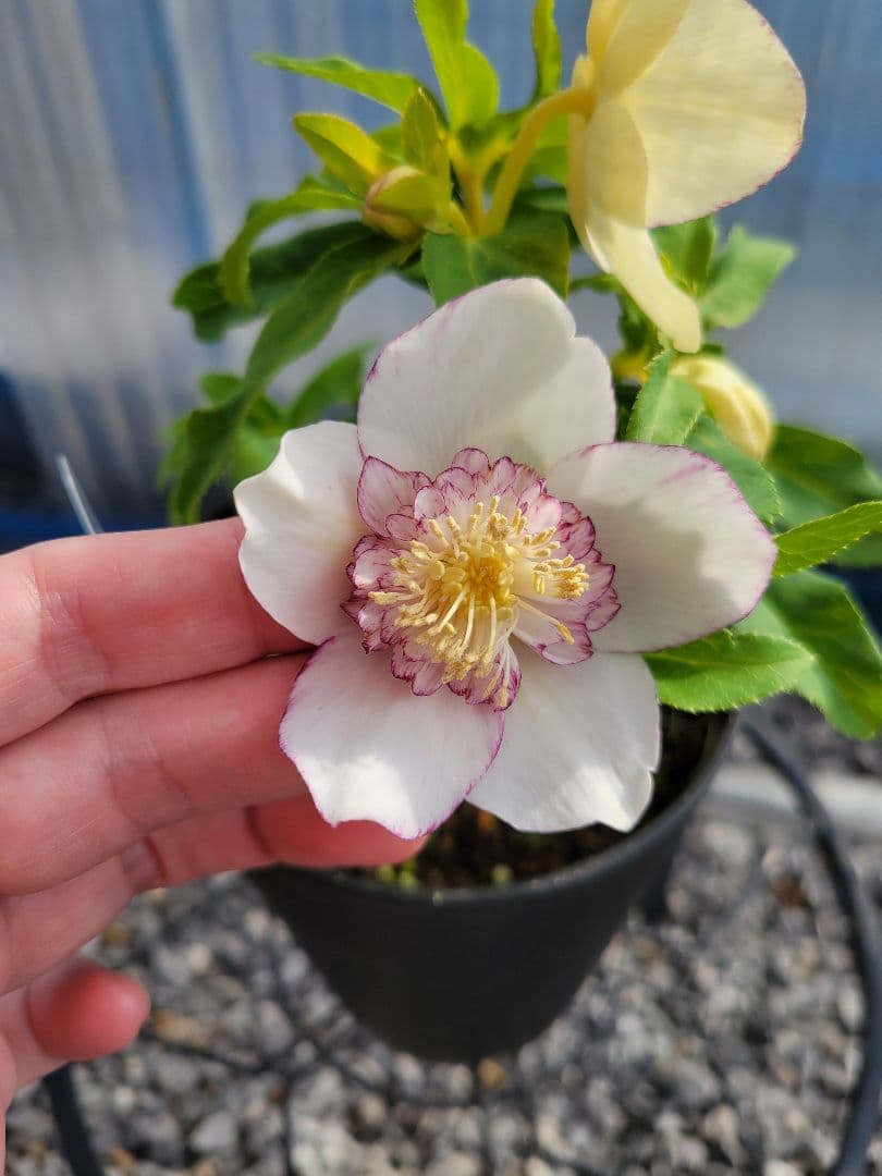 広瀬園芸　クリスマスローズ　ホワイトピコティセミダブル