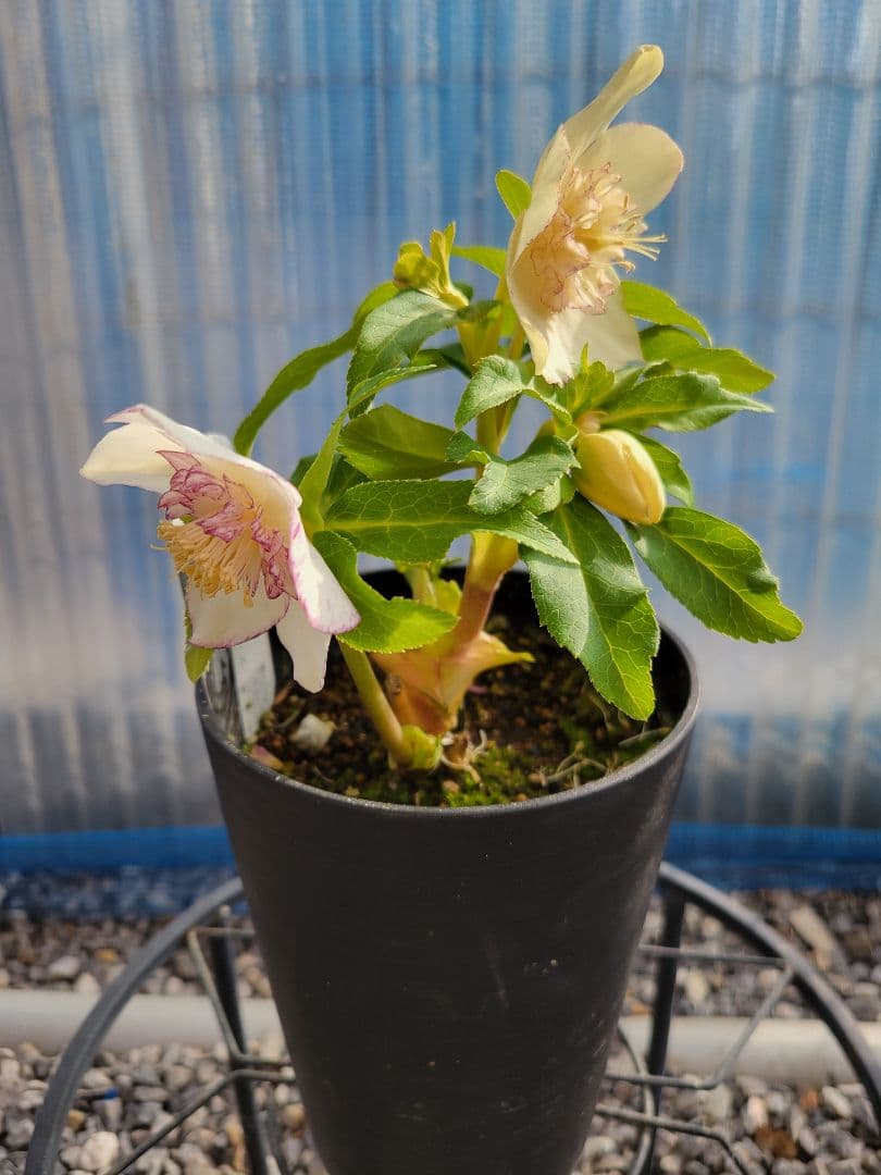 広瀬園芸　クリスマスローズ　ホワイトピコティセミダブル