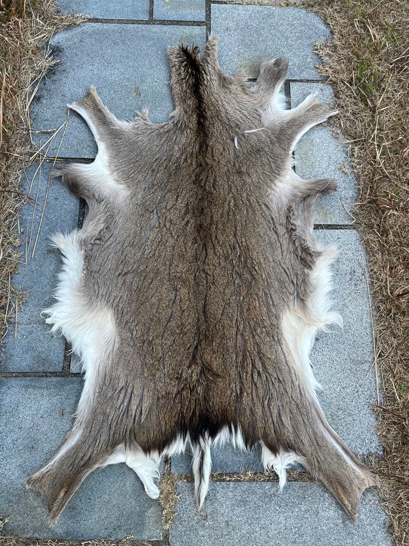 ニホンジカ♀毛皮　25-1