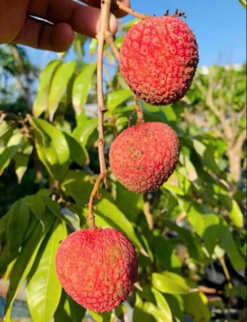 いんばた専用❤️2本