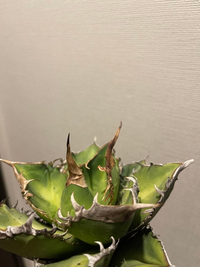 アガベ 緑幽霊 親株