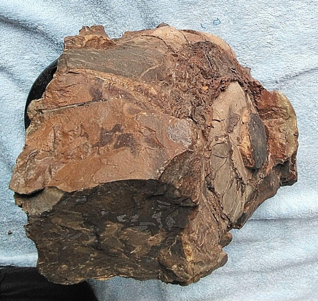 【珍しいアンモナイト化石(約４.５kg )・北海道:羽幌産:白亜紀】