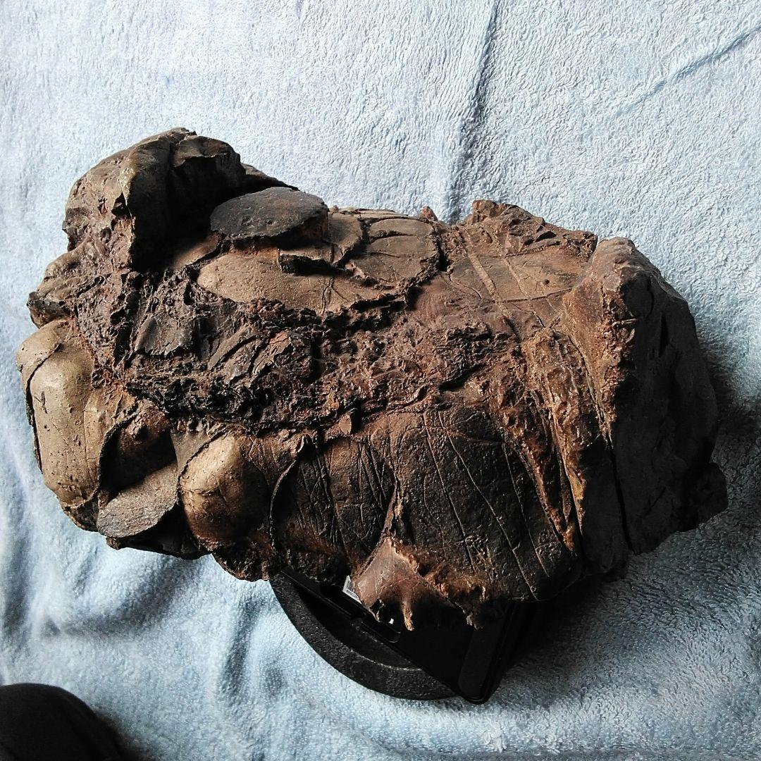 【珍しいアンモナイト化石(約４.５kg )・北海道:羽幌産:白亜紀】