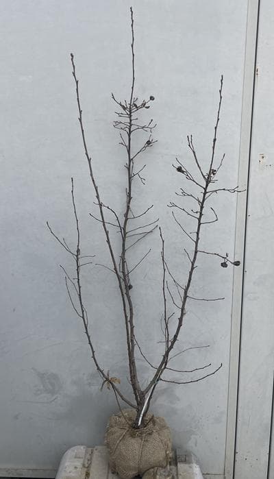 《現品》利休梅（リキュウバイ）樹高1.2ｍ（根鉢含まず）75【庭木/苗木/植木】