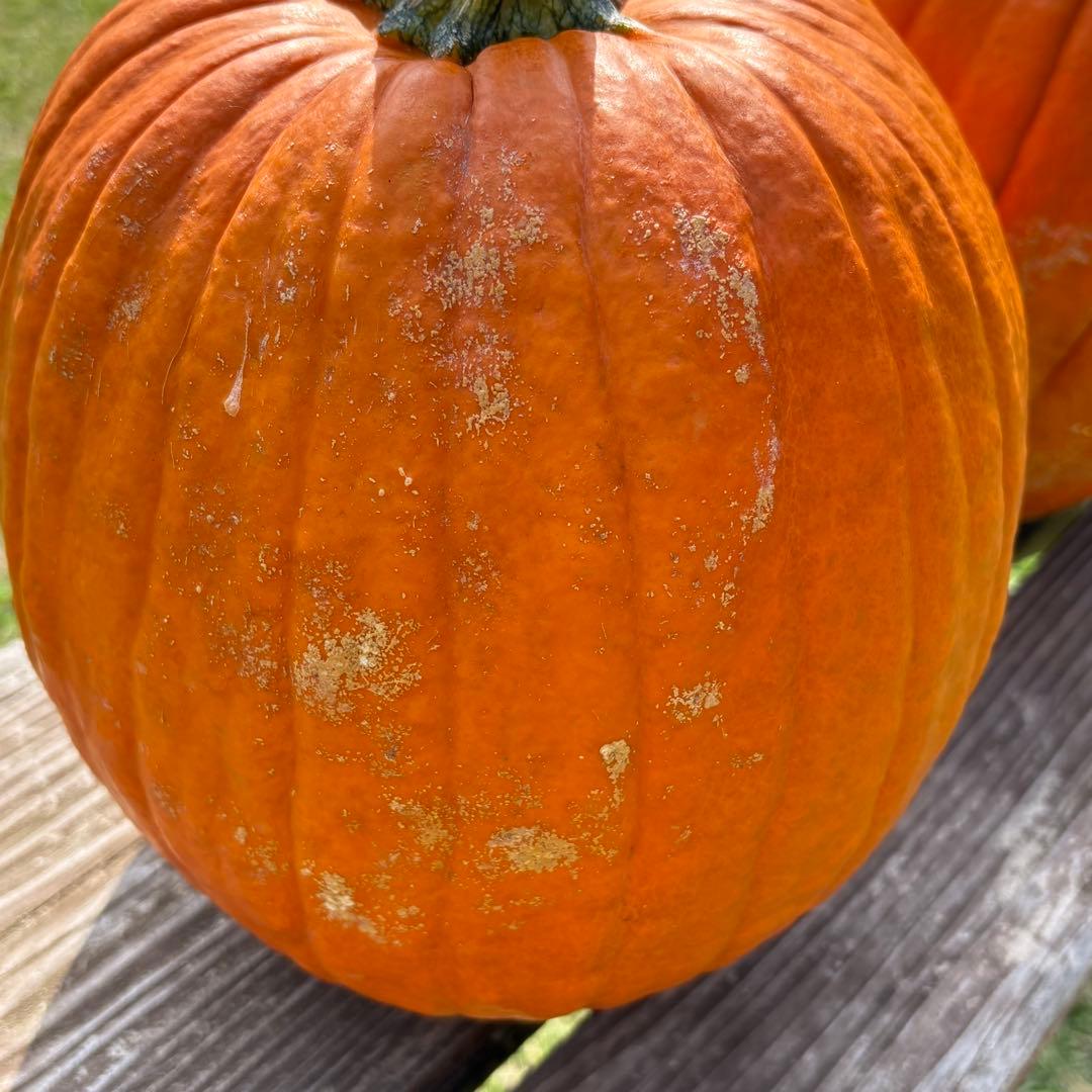 【すず】ハロウィンかぼちゃ　本物