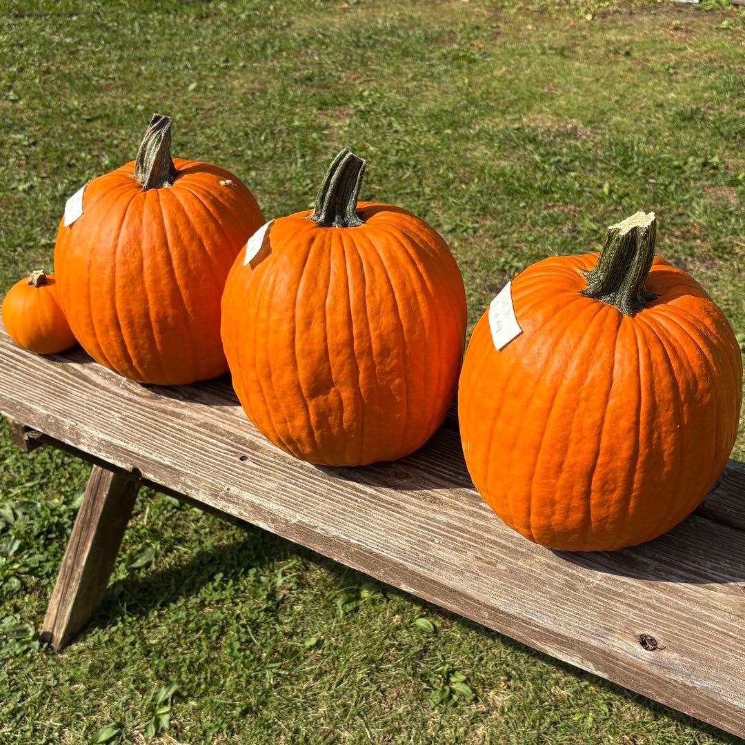 【すず】ハロウィンかぼちゃ　本物