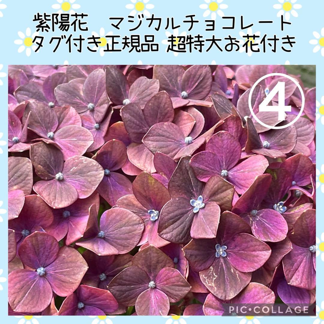 【花苗】4鉢限定　紫陽花　マジカルチョコレート　④ 特大花　正規品　タグ付き