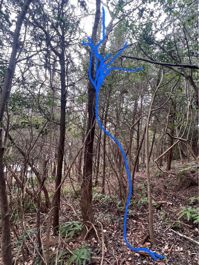 現品　ミツバツツジ　自然樹形　超特大　4mほど　山採り