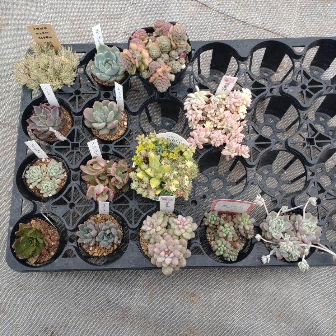 追加検討中 みかん（蜜柑アイコン）さん専用