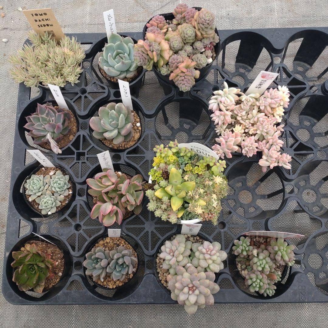 追加検討中 みかん（蜜柑アイコン）さん専用