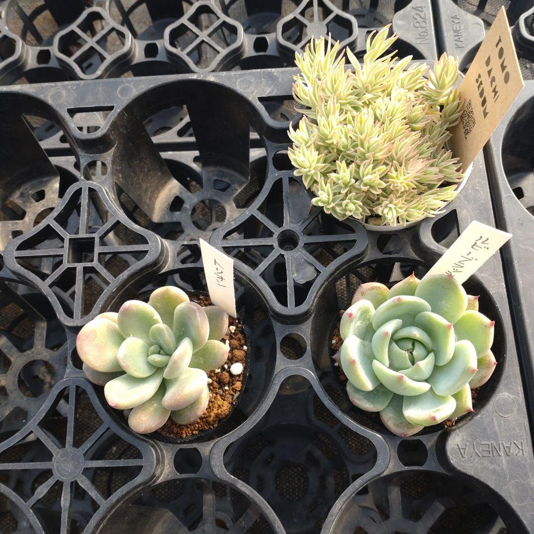 追加検討中 みかん（蜜柑アイコン）さん専用