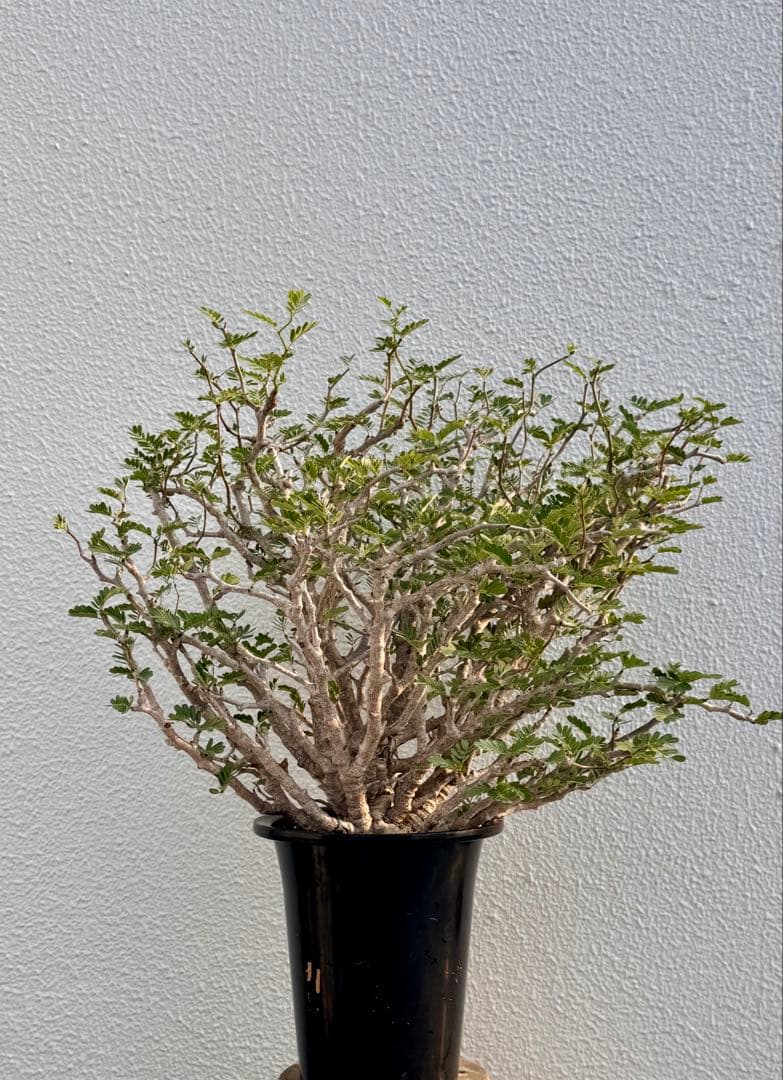 センナメリディオナリス　発根済み　巨大モンスターセンナ