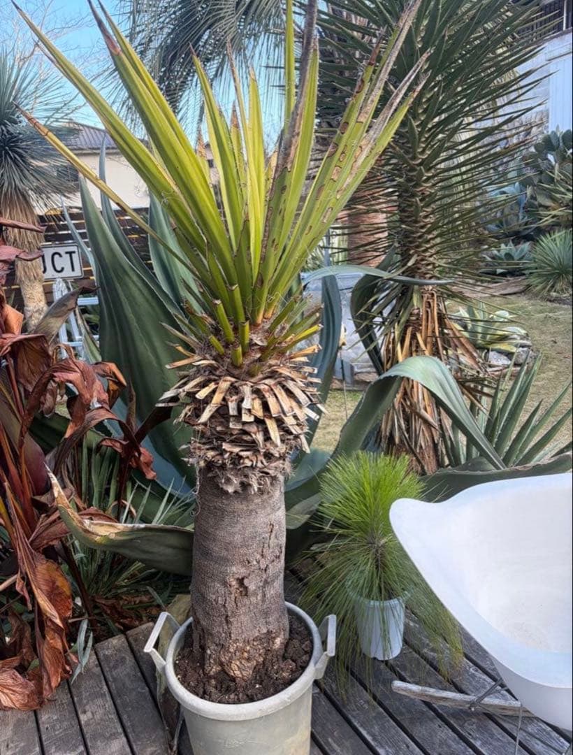 耐寒性ユッカ　ファクソニアーナ特大株◇ドライガーデン　アガベ ヤシ　ソテツ南国