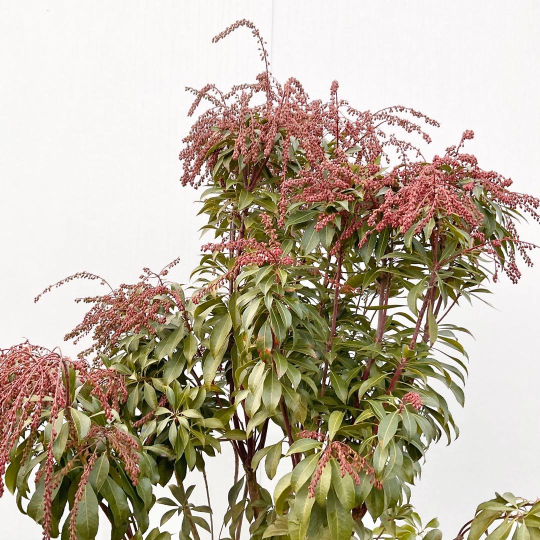 アセビ　白花　/ 74