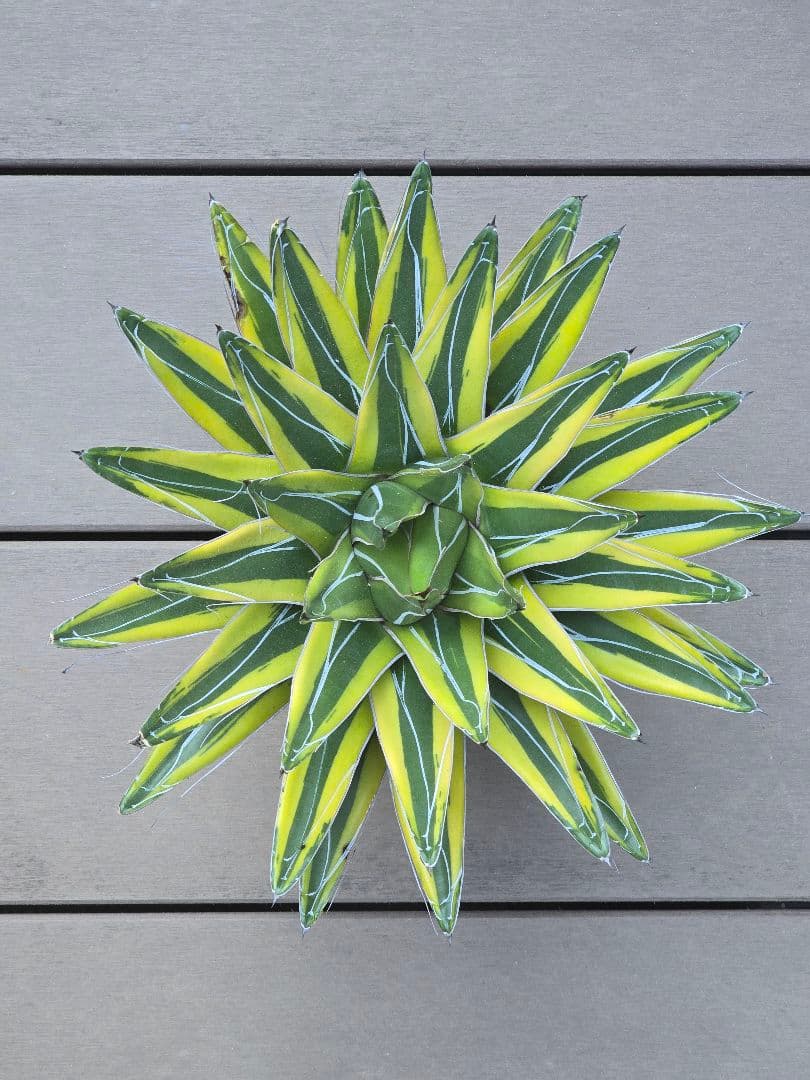 アガベ 笹の雪錦 斑入り 大株 約32cm