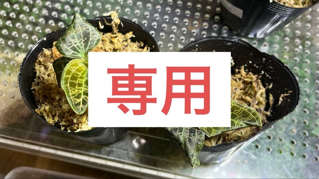 専用 ペトラ2株 ＋5株 計7株