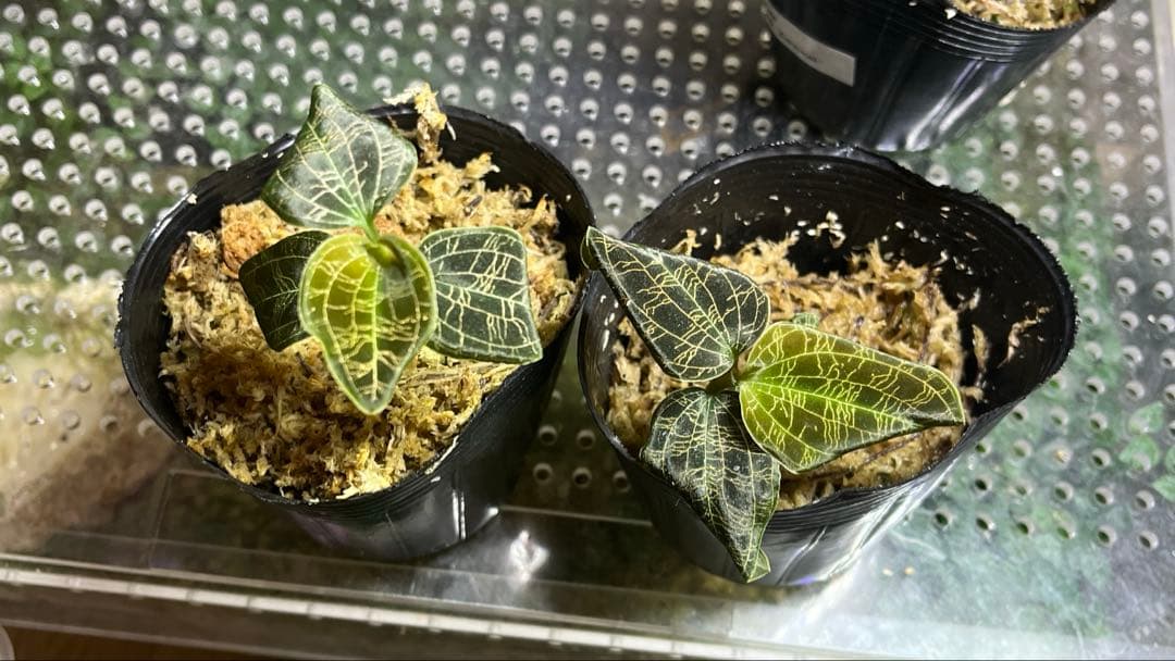 専用 ペトラ2株 ＋5株 計7株