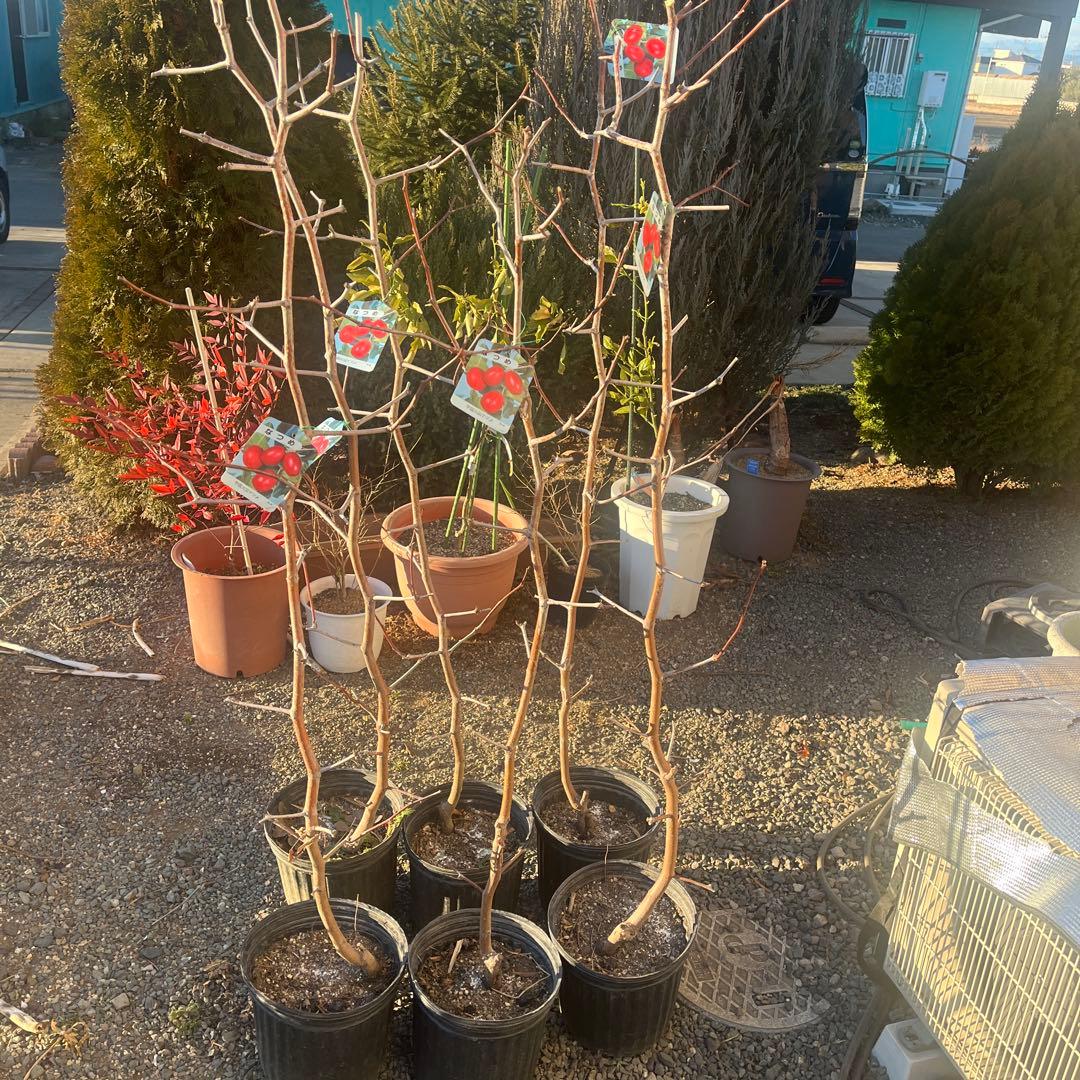 なつめの苗木 赤い果実　1株