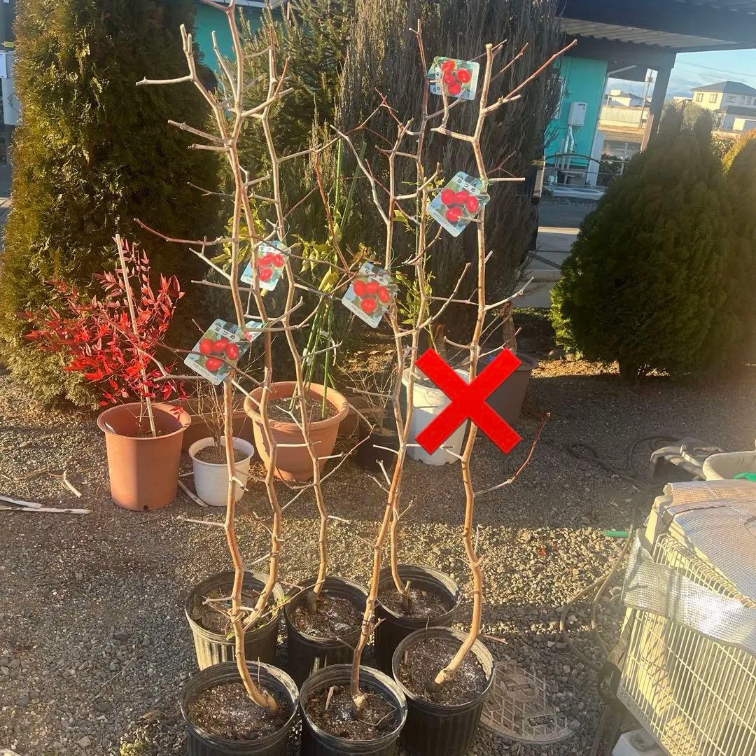 なつめの苗木 赤い果実　1株