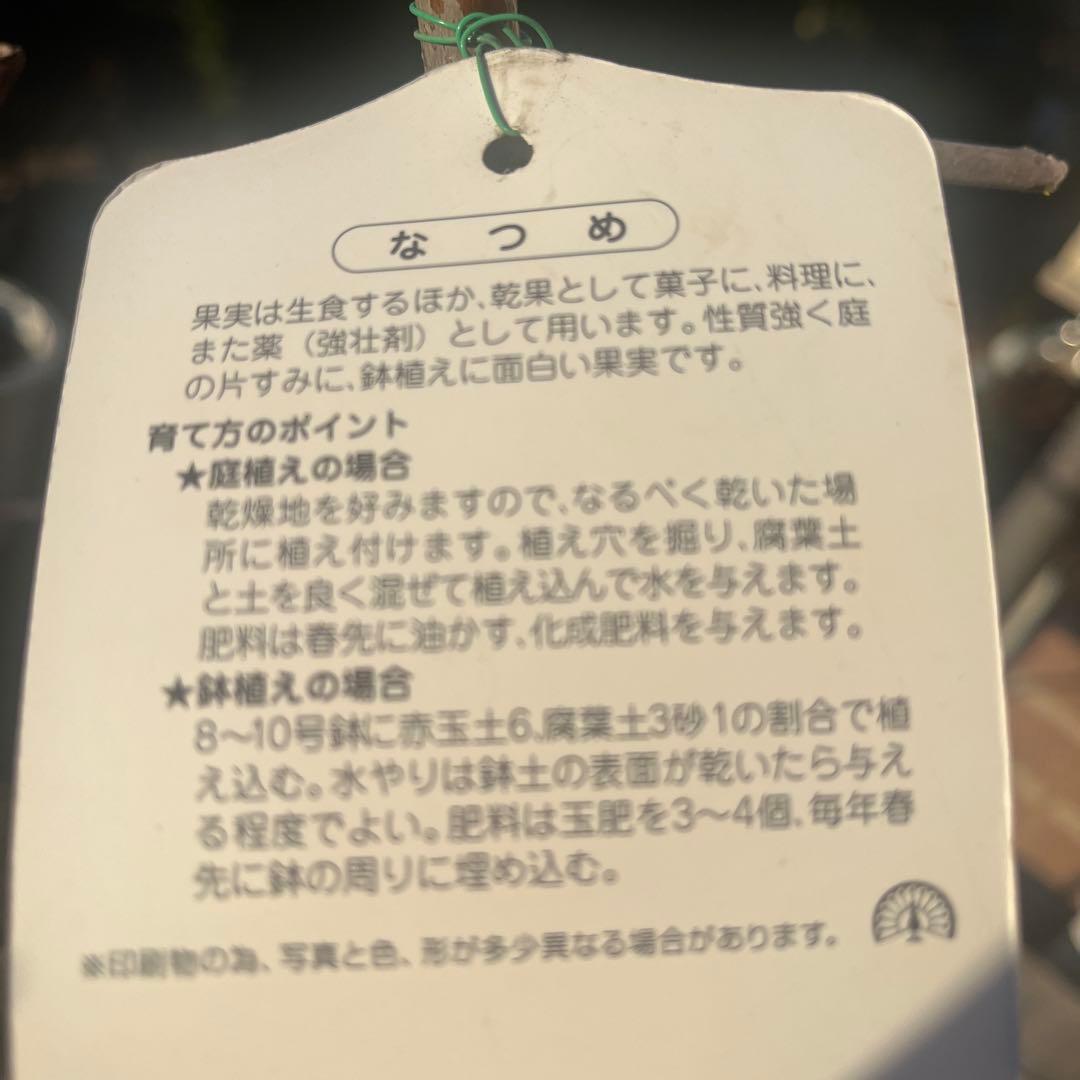 なつめの苗木 赤い果実　1株