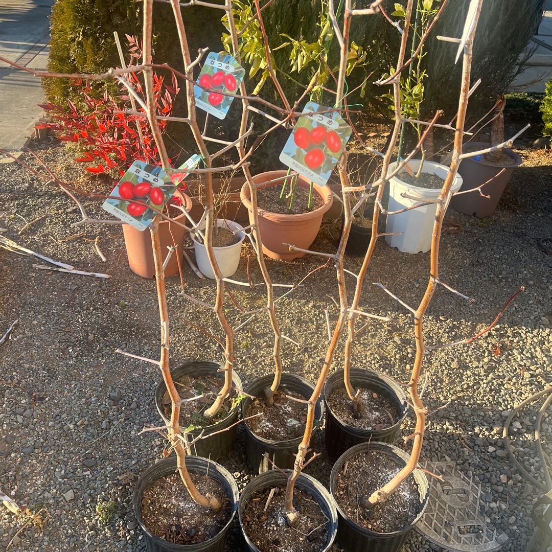 なつめの苗木 赤い果実　1株