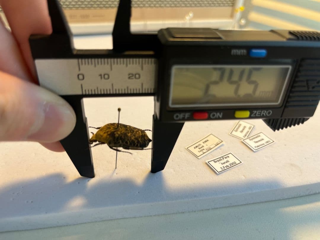 【24mm】カスミアヤヒシムネハナムグリ 標本 カナブン プラチナコガネタマムシ