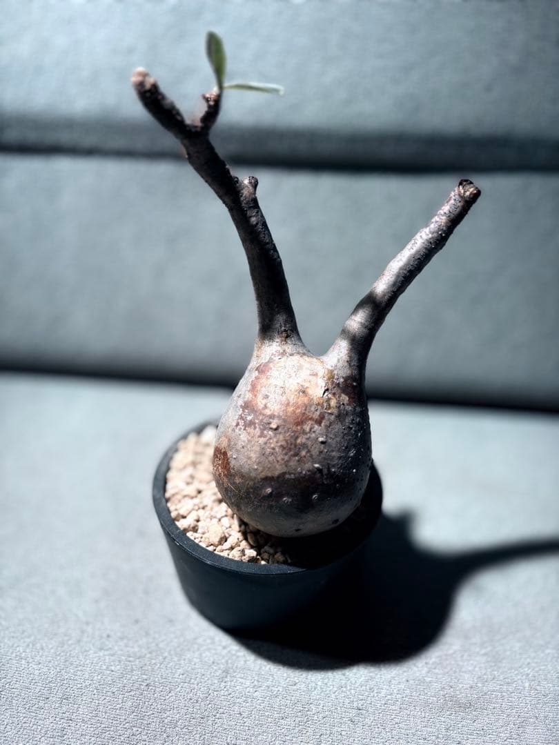 m*Y様 〘Pachypodium〙パキポディウム グラキリス ベアルート株 手