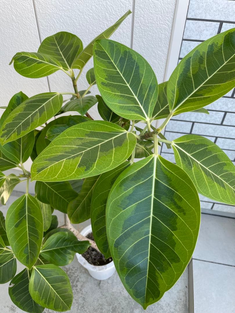 フィカス　アルテシマ　高さ約130cm