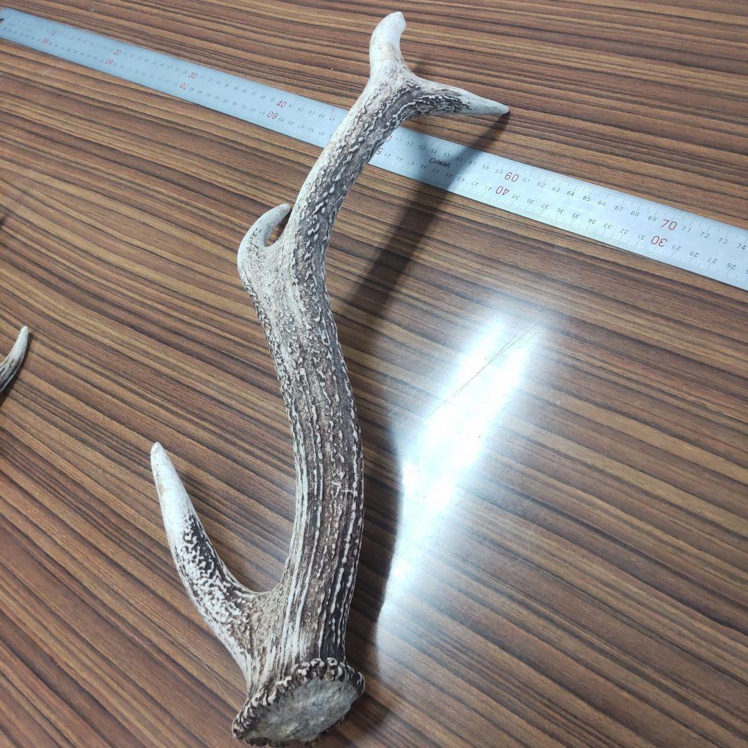 ニホン鹿の角 5本