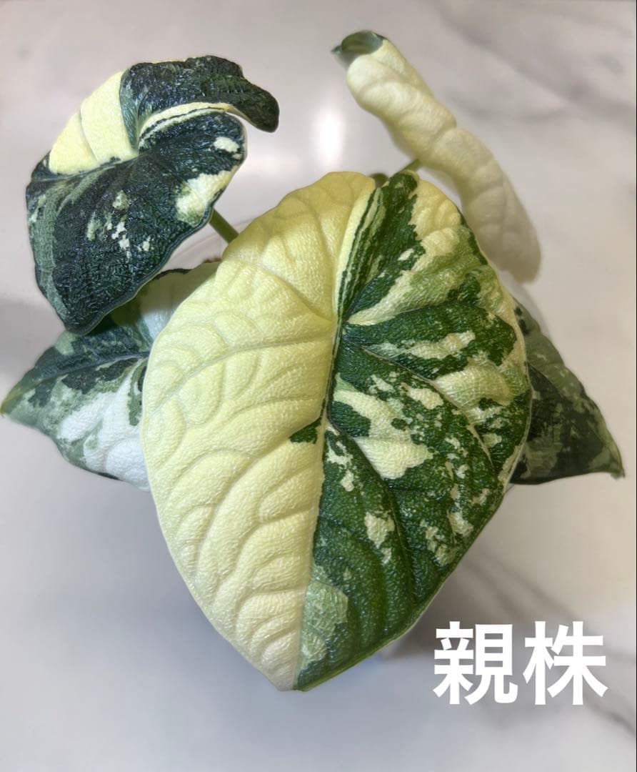 【Riharu10】【レア】 アロカシア　メロ　斑入