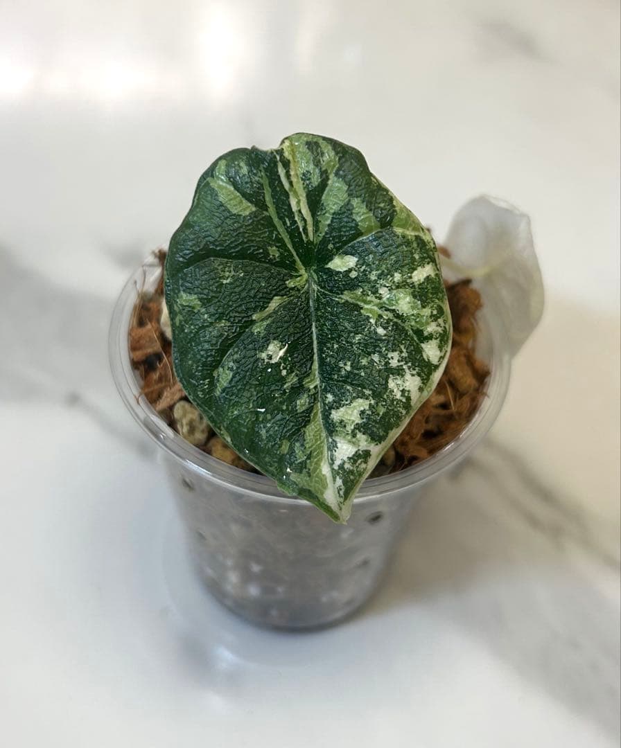 【Riharu10】【レア】 アロカシア　メロ　斑入