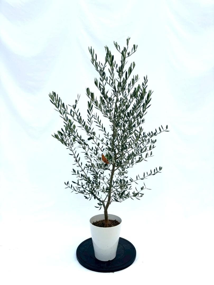 オリーブの木　フラントイオ　7号　約140cm　NO.851　人気品種　現品掲載