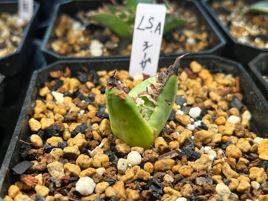 毒刺産　極上血統シーザー　アガベ