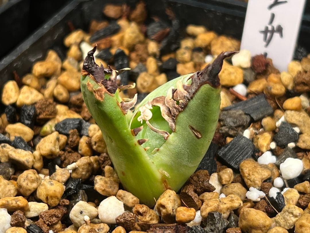 毒刺産　極上血統シーザー　アガベ