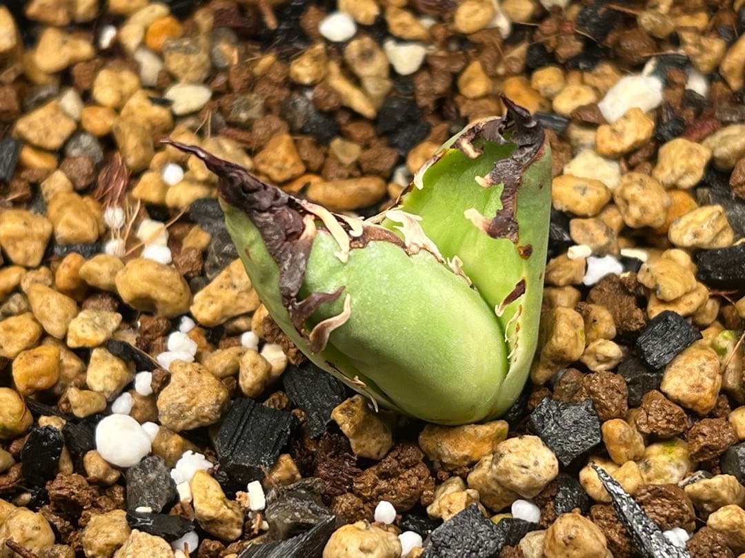 毒刺産　極上血統シーザー　アガベ