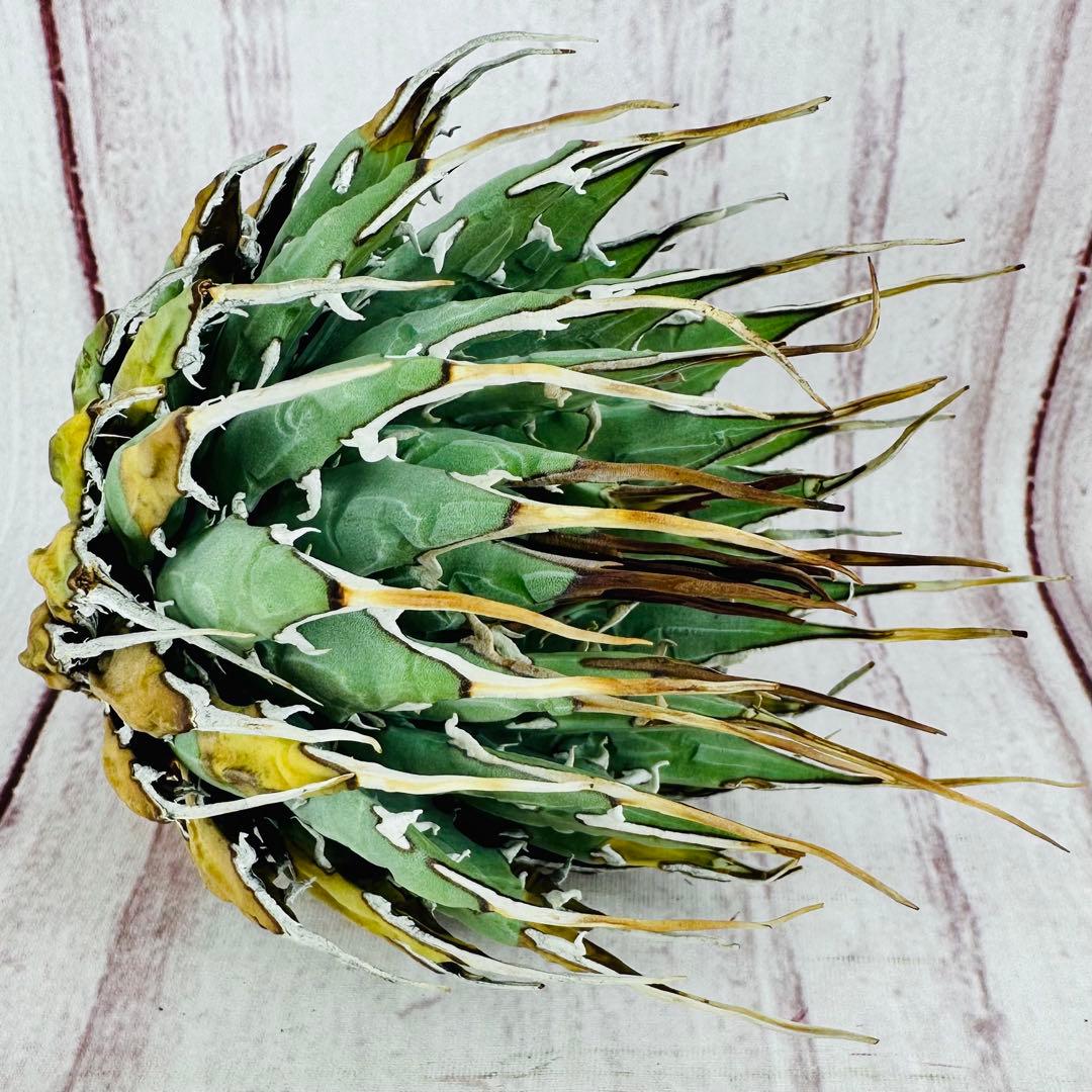 ⑨ アガベ ユタエンシス エボリスピナ ロングスパイン 陽炎