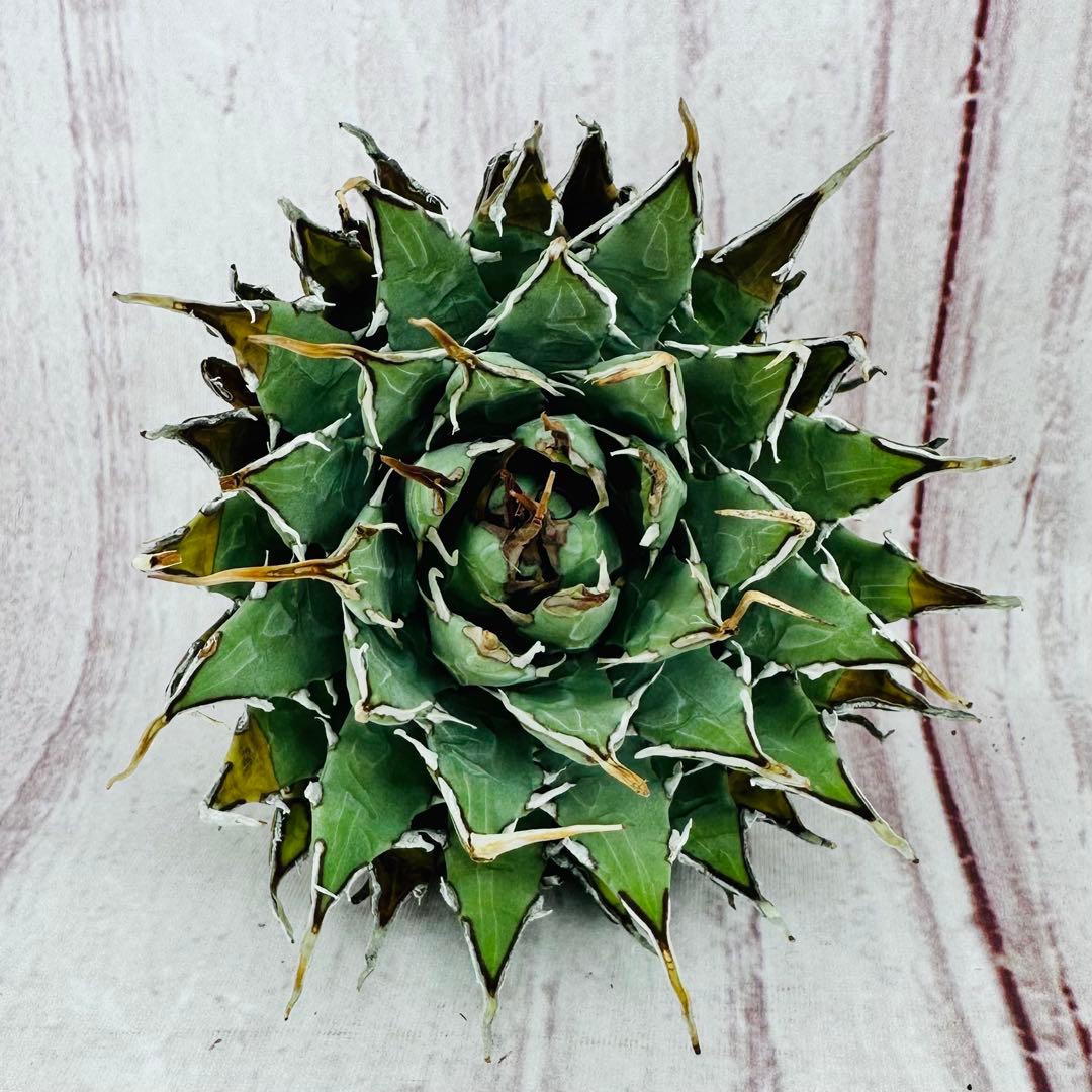 ⑨ アガベ ユタエンシス エボリスピナ ロングスパイン 陽炎