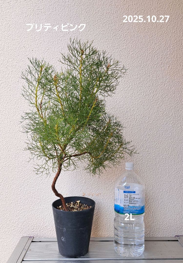 幹立ち大株　セルリアプリティピンク　花芽盛り沢山です