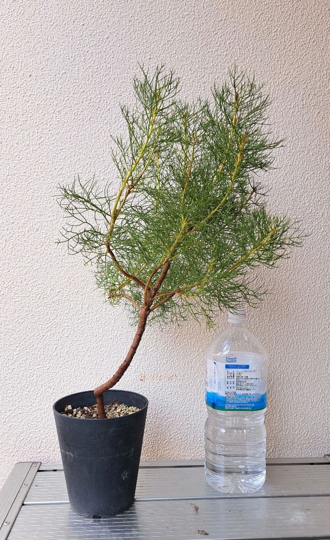 幹立ち大株　セルリアプリティピンク　花芽盛り沢山です