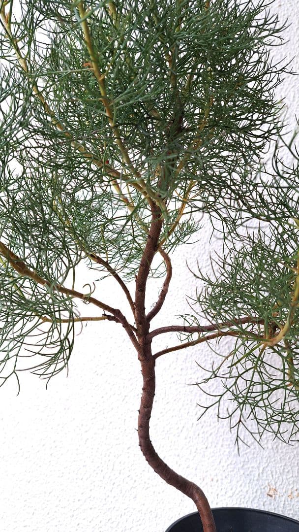 幹立ち大株　セルリアプリティピンク　花芽盛り沢山です