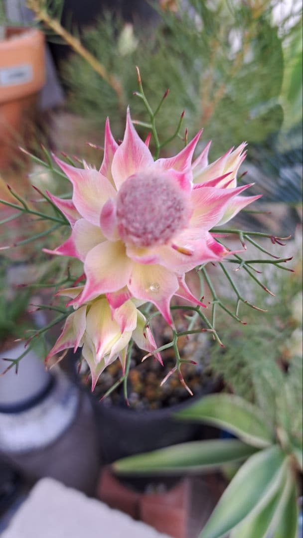 幹立ち大株　セルリアプリティピンク　花芽盛り沢山です