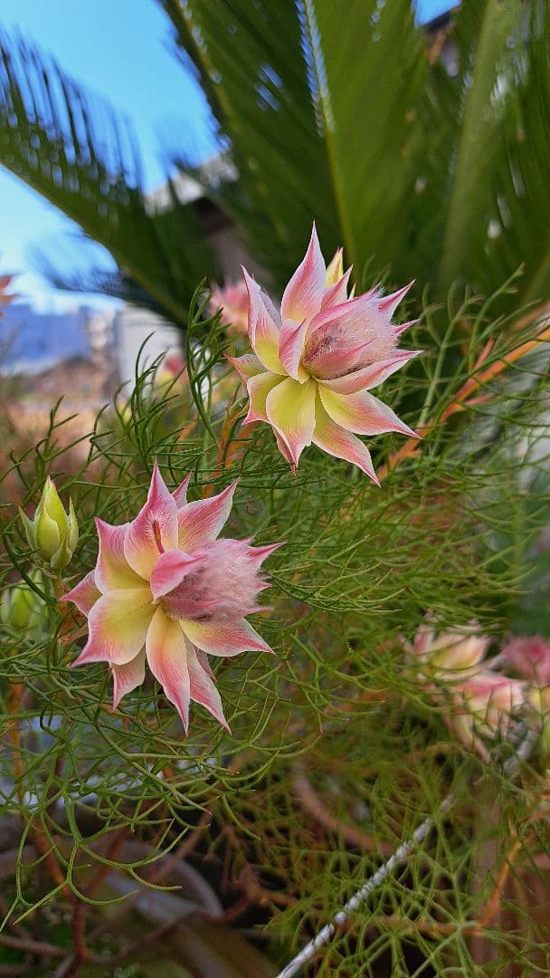 幹立ち大株　セルリアプリティピンク　花芽盛り沢山です