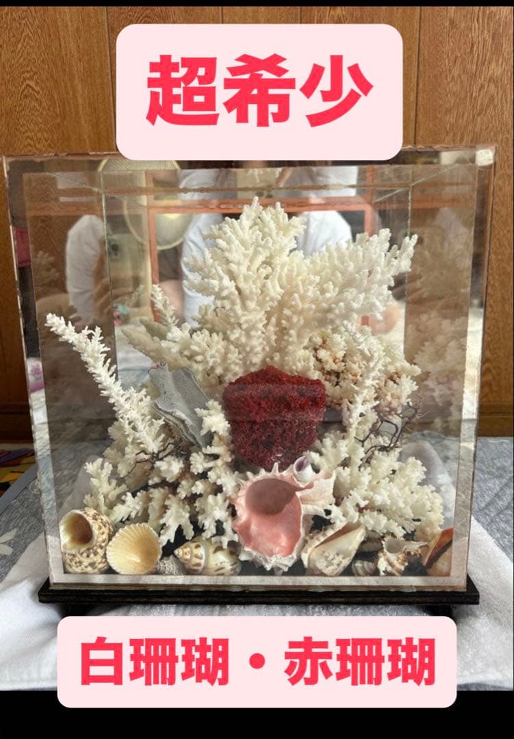 【超希少】フィジー産天然白珊瑚、赤珊瑚のディスプレイ置物ガラスケース入り