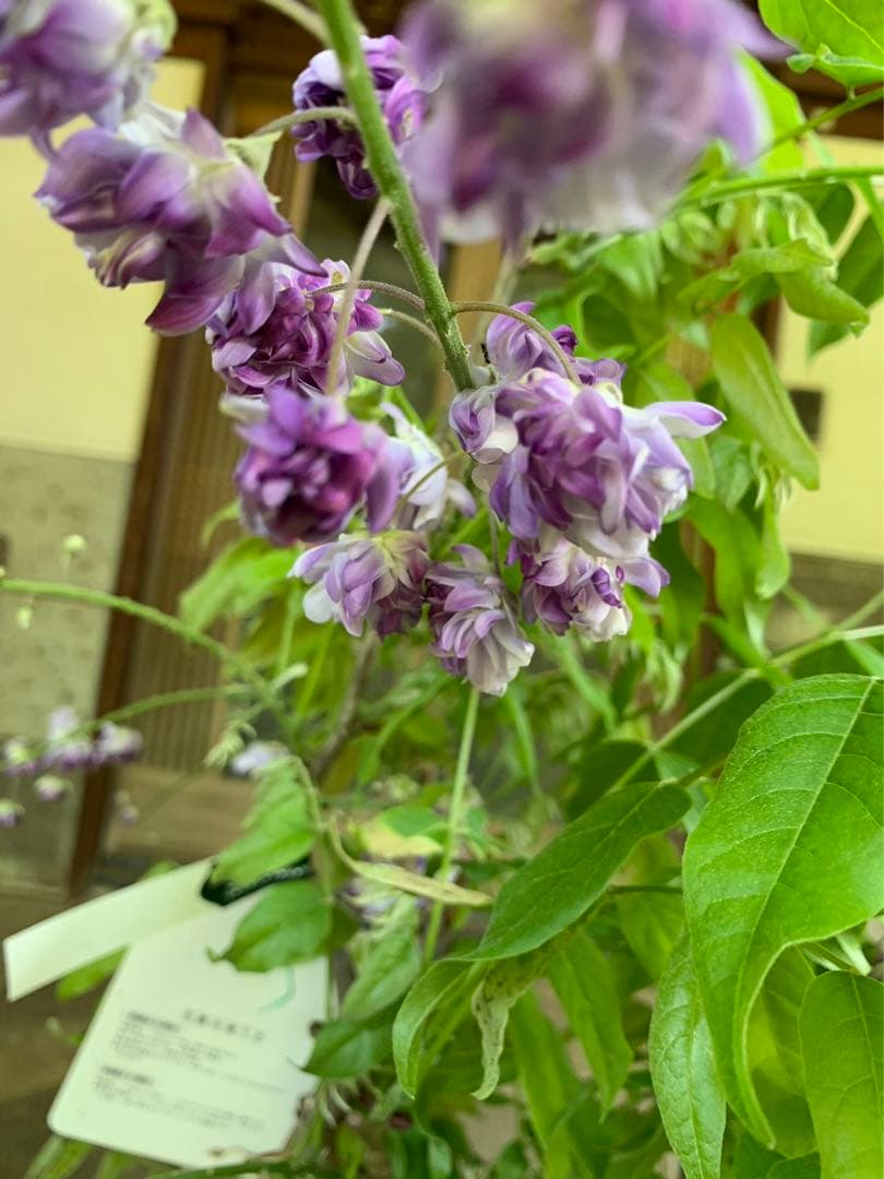 「キッカページ」花藤 珍しい 鉢ごと発送(この値段は今晩24時まで)