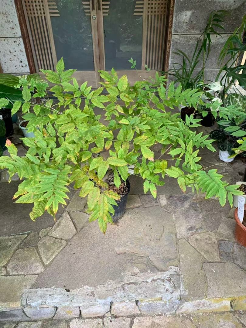 「キッカページ」花藤 珍しい 鉢ごと発送(この値段は今晩24時まで)