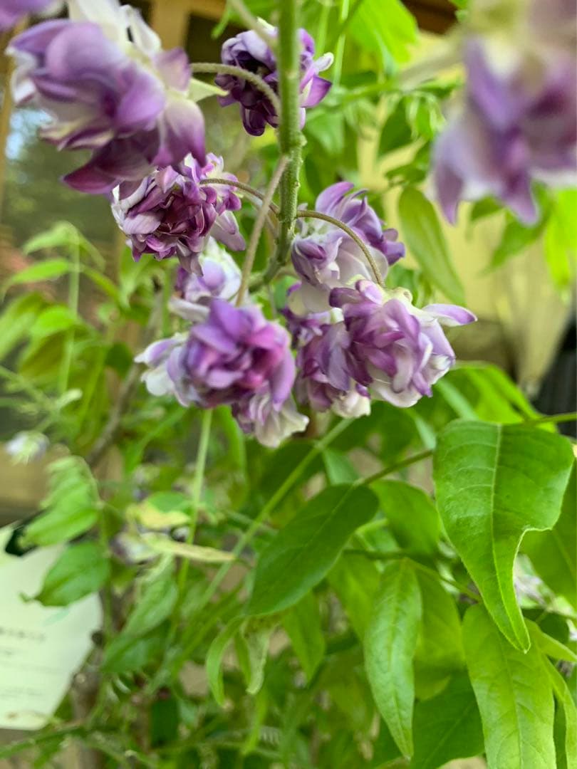 「キッカページ」花藤 珍しい 鉢ごと発送(この値段は今晩24時まで)